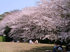 桜の風景