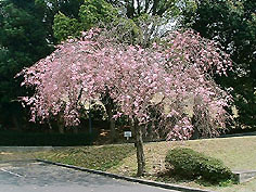 桜の風景