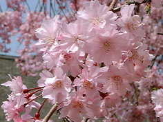 桜の風景