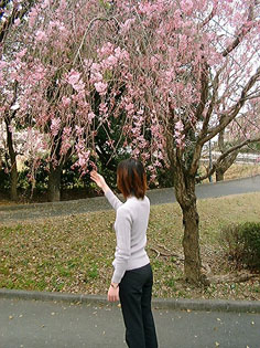 桜の風景