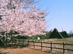 春の桜と縄文時代の復原家屋