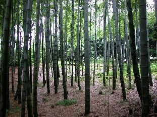 公園の竹林