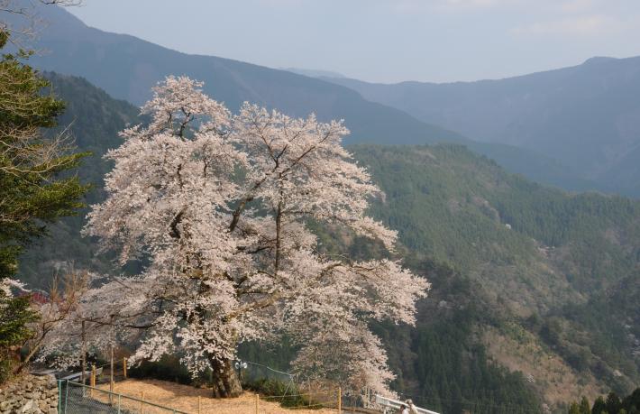 大野の桜