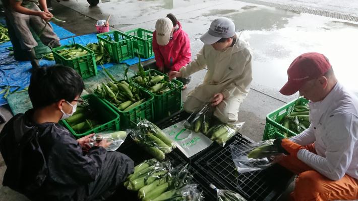 トウモロコシ仕分け